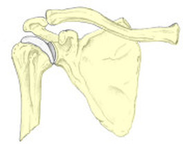 example of a flat bone
